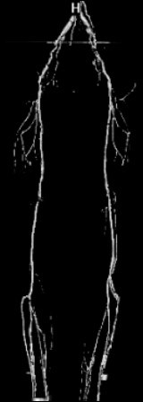 vz06.jpg